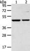 C-Terminal Binding Protein 1 antibody, CSB-PA572404, Cusabio, Western Blot image 