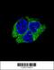 Serpin Family I Member 1 antibody, 55-159, ProSci, Immunofluorescence image 