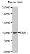 Dynamin 1 antibody, MBS125189, MyBioSource, Western Blot image 
