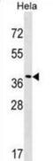 VPS37C Subunit Of ESCRT-I antibody, abx029739, Abbexa, Western Blot image 