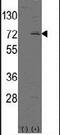 Leucine-rich repeat and immunoglobulin-like domain-containing nogo receptor-interacting protein 1 antibody, PA5-14159, Invitrogen Antibodies, Western Blot image 