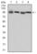 Eukaryotic Translation Elongation Factor 2 antibody, abx012012, Abbexa, Western Blot image 