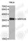 Mitochondrial Ribosomal Protein S35 antibody, A4907, ABclonal Technology, Western Blot image 