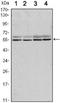 SMAD Family Member 6 antibody, NBP1-51651, Novus Biologicals, Western Blot image 