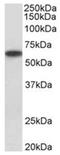 Purinergic Receptor P2X 4 antibody, AP31932PU-N, Origene, Western Blot image 