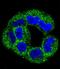 Annexin A2 antibody, LS-C100619, Lifespan Biosciences, Immunofluorescence image 