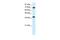 Transcription Elongation Factor A1 antibody, PA5-40715, Invitrogen Antibodies, Western Blot image 