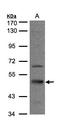 Septin 7 antibody, LS-C185413, Lifespan Biosciences, Western Blot image 