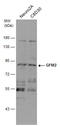 G Elongation Factor Mitochondrial 2 antibody, GTX122890, GeneTex, Western Blot image 