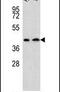 Aminoadipate Aminotransferase antibody, PA5-23670, Invitrogen Antibodies, Western Blot image 