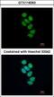 Survival Motor Neuron Domain Containing 1 antibody, GTX118263, GeneTex, Immunofluorescence image 