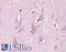 F-Box And Leucine Rich Repeat Protein 16 antibody, LS-B7030, Lifespan Biosciences, Immunohistochemistry frozen image 