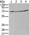 Zinc Finger Containing Ubiquitin Peptidase 1 antibody, PA5-67602, Invitrogen Antibodies, Western Blot image 