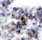 Glycogen Synthase Kinase 3 Alpha antibody, AF4125, R&D Systems, Immunohistochemistry paraffin image 