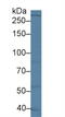 Leucine Rich Repeat Kinase 2 antibody, abx103031, Abbexa, Western Blot image 