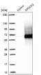 Testican-2 antibody, NBP1-92442, Novus Biologicals, Western Blot image 