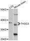 THO Complex 3 antibody, LS-C748289, Lifespan Biosciences, Western Blot image 