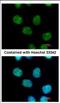 MIER Family Member 3 antibody, NBP2-17290, Novus Biologicals, Immunofluorescence image 
