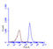 Sequestosome 1 antibody, GTX128171, GeneTex, Flow Cytometry image 