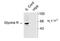 Glycine Receptor Alpha 1 antibody, NB300-113, Novus Biologicals, Western Blot image 