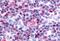 NR4A3 antibody, MBS242766, MyBioSource, Immunohistochemistry paraffin image 