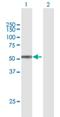 Testican-2 antibody, H00009806-B01P, Novus Biologicals, Western Blot image 