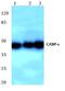 CCAAT Enhancer Binding Protein Epsilon antibody, PA5-36202, Invitrogen Antibodies, Western Blot image 
