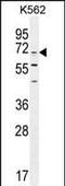 Integrator Complex Subunit 11 antibody, PA5-35035, Invitrogen Antibodies, Western Blot image 