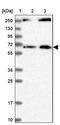 Mdm1 Nuclear Protein antibody, PA5-59638, Invitrogen Antibodies, Western Blot image 