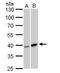 Galactokinase 1 antibody, NBP2-16591, Novus Biologicals, Western Blot image 