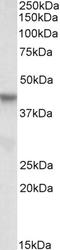 PIN2 (TERF1) Interacting Telomerase Inhibitor 1 antibody, EB09726, Everest Biotech, Western Blot image 