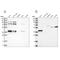 Pleckstrin Homology Domain Containing A3 antibody, PA5-56953, Invitrogen Antibodies, Western Blot image 