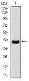 Myocyte-specific enhancer factor 2C antibody, abx012236, Abbexa, Western Blot image 
