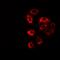 Proteasome 26S Subunit, Non-ATPase 9 antibody, abx142179, Abbexa, Western Blot image 