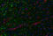Interferon Gamma antibody, 38-243, ProSci, Immunohistochemistry frozen image 