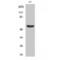 Gasdermin C antibody, LS-C383642, Lifespan Biosciences, Western Blot image 