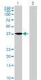 Actin Like 9 antibody, H00284382-B01P, Novus Biologicals, Western Blot image 