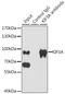 Kinesin Family Member 3A antibody, GTX33287, GeneTex, Immunoprecipitation image 