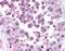 Nuclear Factor Kappa B Subunit 1 antibody, orb87519, Biorbyt, Immunohistochemistry paraffin image 