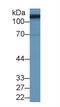 Solute Carrier Family 3 Member 2 antibody, LS-C296474, Lifespan Biosciences, Western Blot image 