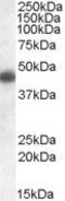 Apolipoprotein L1 antibody, PA5-19015, Invitrogen Antibodies, Western Blot image 