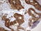Fas Associated Factor 1 antibody, M03842, Boster Biological Technology, Immunohistochemistry paraffin image 