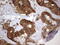 FAS-associated factor 1 antibody, M03842, Boster Biological Technology, Immunohistochemistry paraffin image 