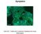 Symplekin antibody, A05709, Boster Biological Technology, Immunohistochemistry frozen image 