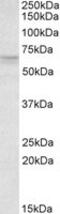 Retinoid X Receptor Gamma antibody, MBS420893, MyBioSource, Western Blot image 