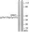 ERK8 antibody, PA5-40156, Invitrogen Antibodies, Western Blot image 