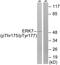 ERK-7 antibody, PA5-40156, Invitrogen Antibodies, Western Blot image 