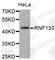 Ring Finger Protein 133 antibody, A3558, ABclonal Technology, Western Blot image 