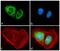 Piwi Like RNA-Mediated Gene Silencing 1 antibody, 710208, Invitrogen Antibodies, Immunofluorescence image 