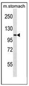 SH3 Domain Containing Ring Finger 3 antibody, AP53905PU-N, Origene, Western Blot image 